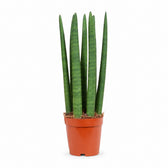 Sansevieria Straight (40cm, Ø12cm) im Kulturtopf