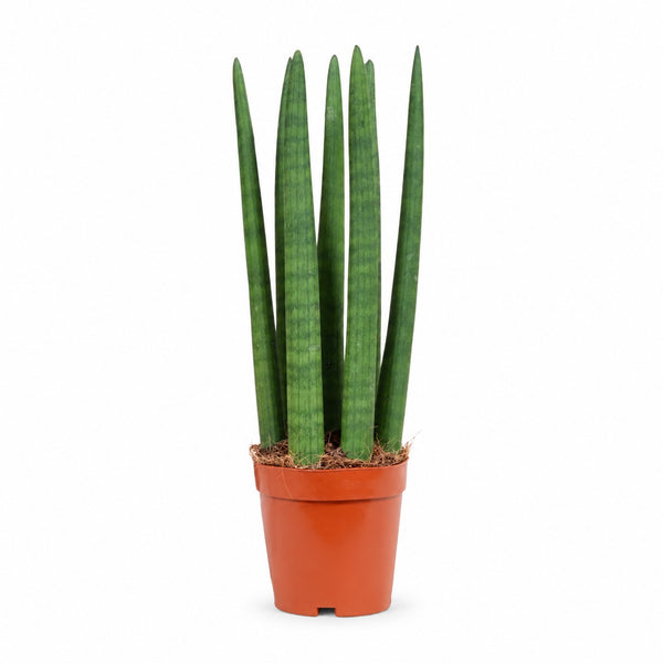 Sansevieria Straight (40cm, Ø12cm) im Kulturtopf