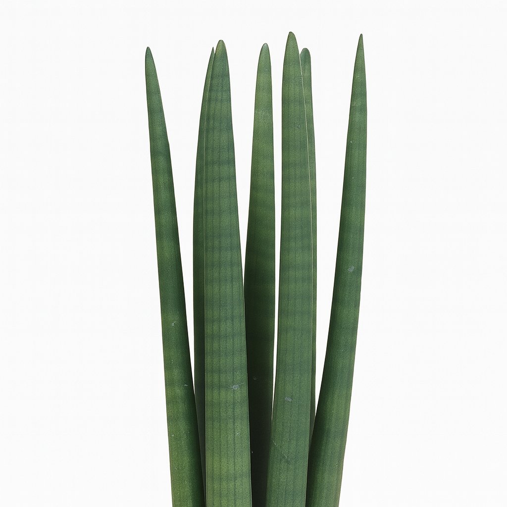 Sansevieria Straight 40cm Nahaufnahme