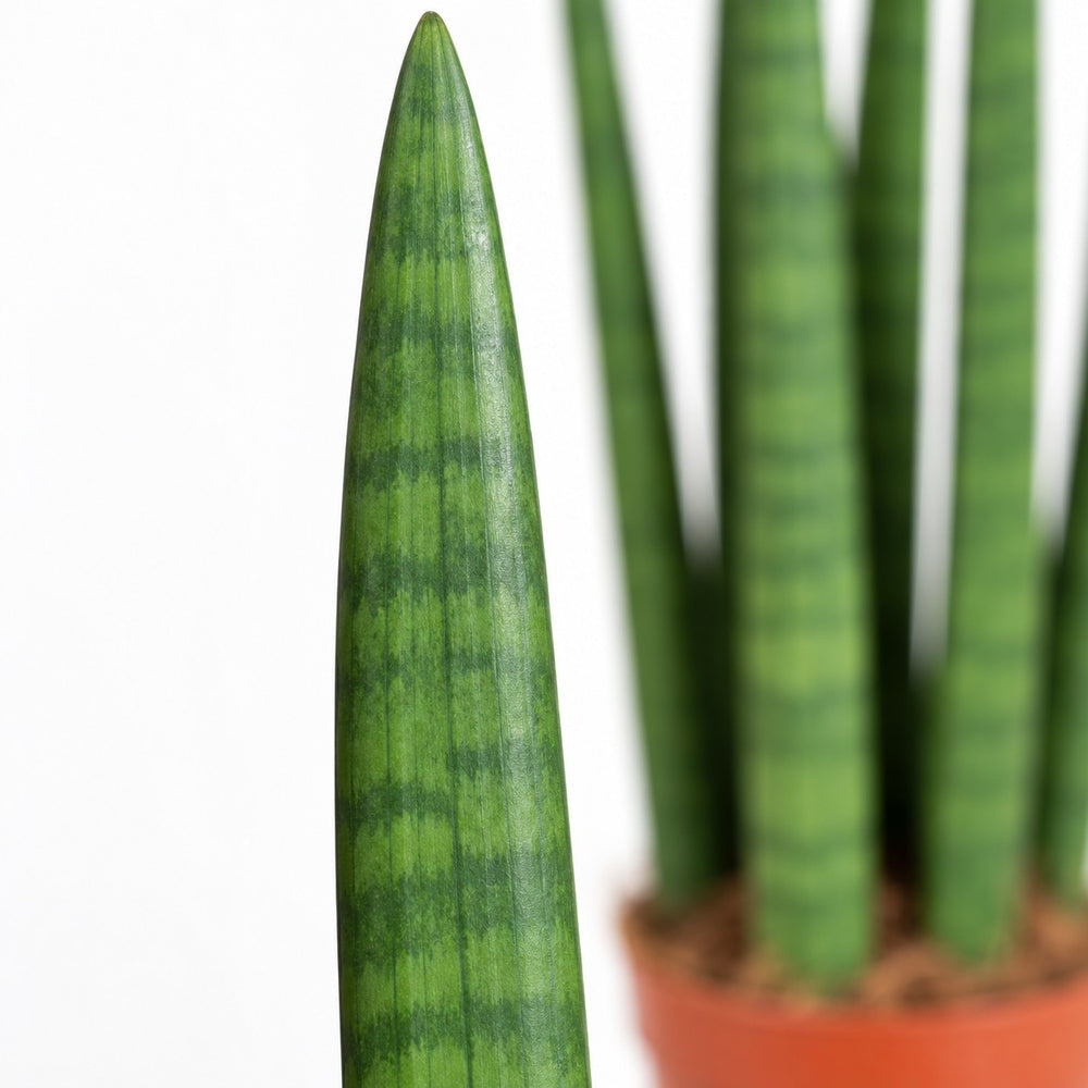 Sansevieria Straight, Nahaufnahme Blatt