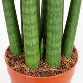 Sansevieria Straight, Nahaufnahme Wuchs und Triebansatz