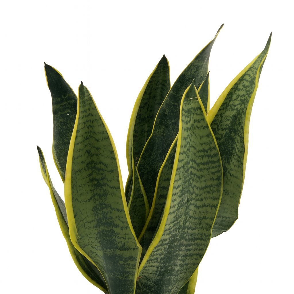 Sansevieria Superba 40cm im 12cm Topf Nahaufnahme