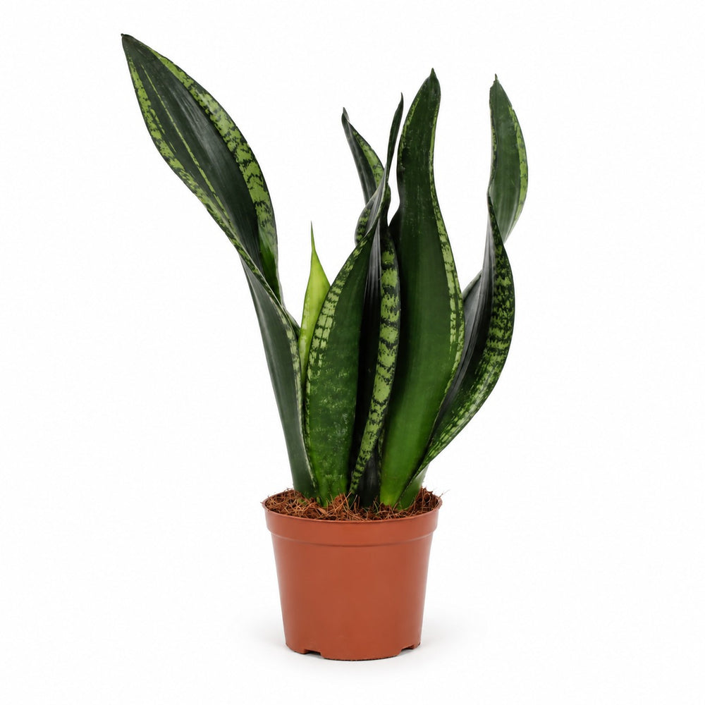 Sansevieria Whitney - 27cm im Kulturtopf