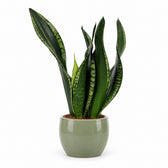 Sansevieria Whitney - 27cm, Stylingbeispiel im Übertopf (Übertopf nicht enthalten)