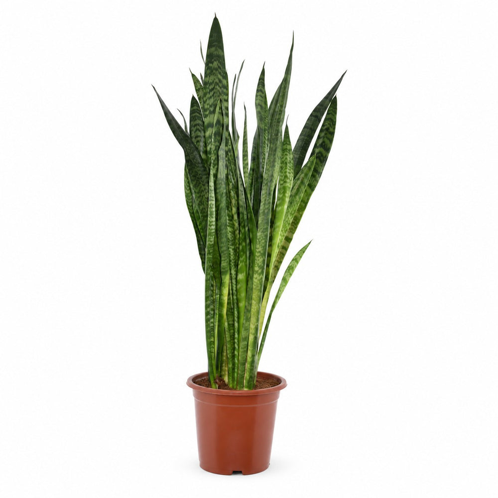 Sansevieria Zeylanica (120cm, Ø27cm) im Kulturtopf