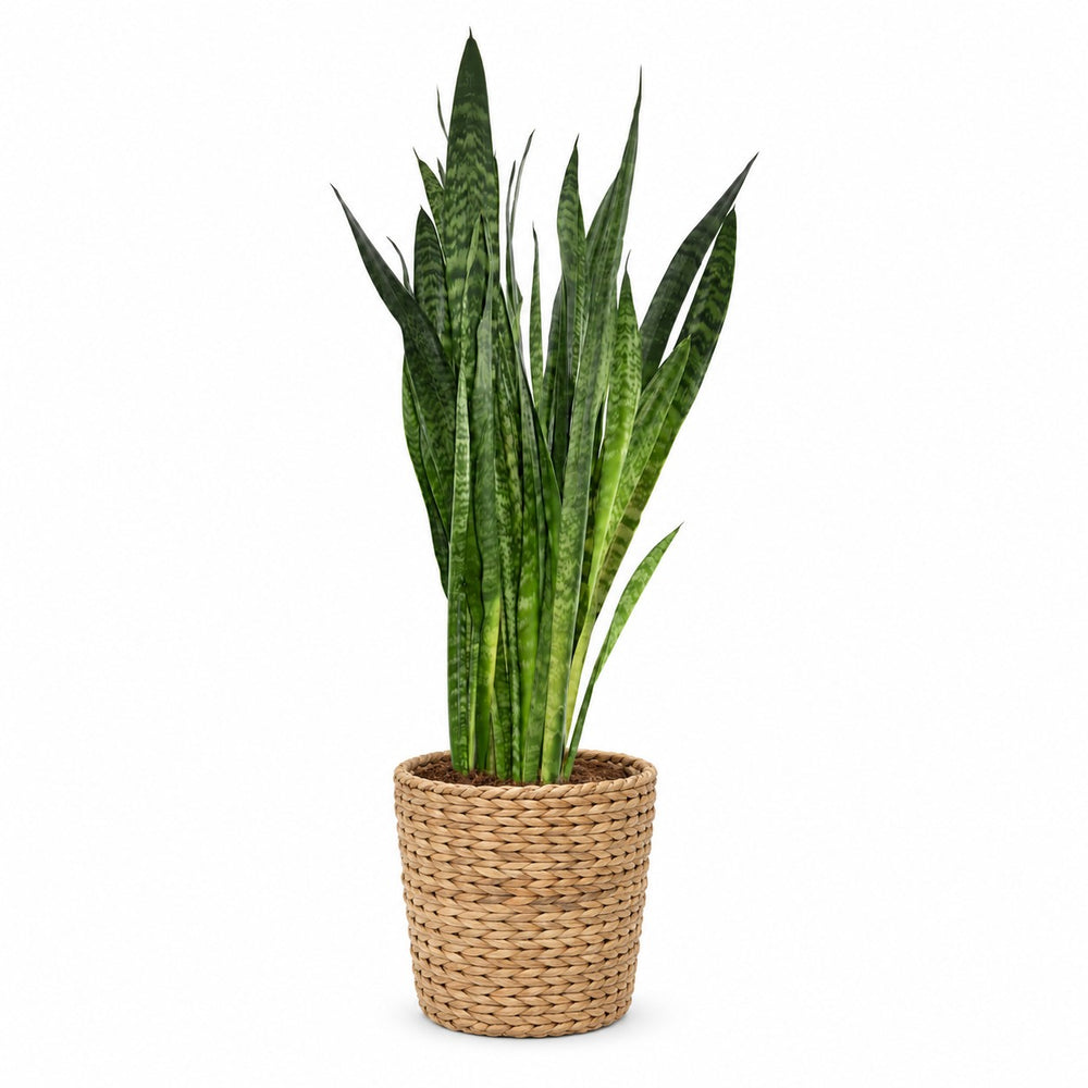 Sansevieria Zeylanica (120cm, Ø27cm), Stylingbeispiel im Übertopf (Übertopf nicht enthalten)