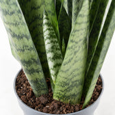 Sansevieria Zeylanica (55cm, Ø17cm), Nahaufnahme Wuchs und Triebansatz
