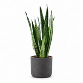 Sansevieria Zeylanica (55cm, Ø17cm), Stylingbeispiel im Übertopf (Übertopf nicht enthalten)