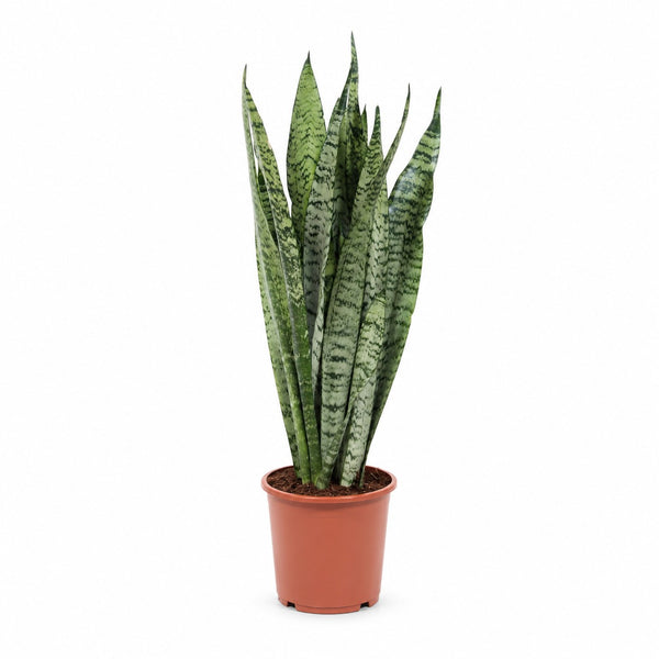 Sansevieria Zeylanica - 60cm im Kulturtopf