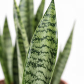 Sansevieria Zeylanica, Nahaufnahme Blatt