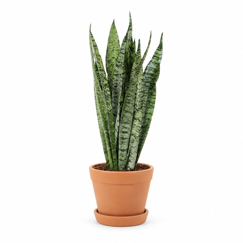 Sansevieria Zeylanica - 60cm Detail
