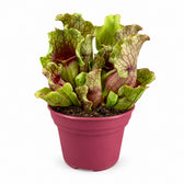 Sarracenia (20cm, Ø12cm) im Kulturtopf