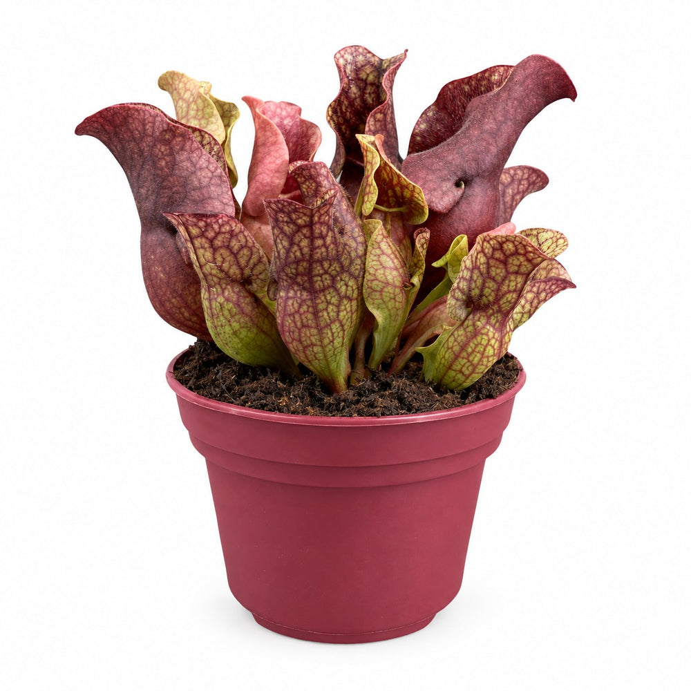 Sarracenia - 20cm im Kulturtopf