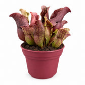 Sarracenia - 20cm im Kulturtopf