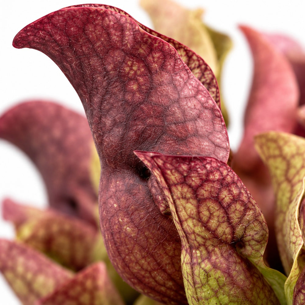 Sarracenia, Nahaufnahme Blatt