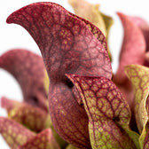 Sarracenia, Nahaufnahme Blatt