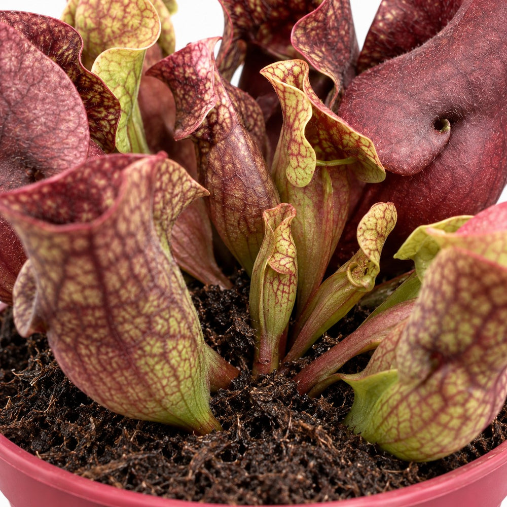 Sarracenia, Nahaufnahme Wuchs und Triebansatz
