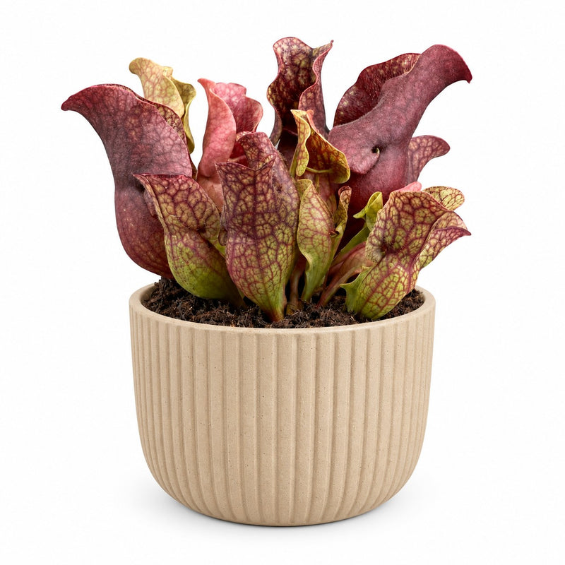 Sarracenia - 20cm Detail