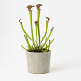 Sarracenia Farnhamii 40cm