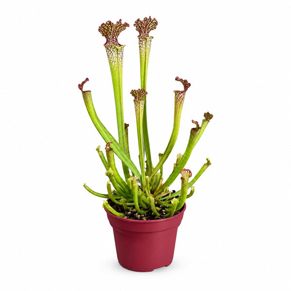 Sarracenia Farnhamii - 40cm im Kulturtopf