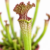 Sarracenia Farnhamii, Nahaufnahme Blatt