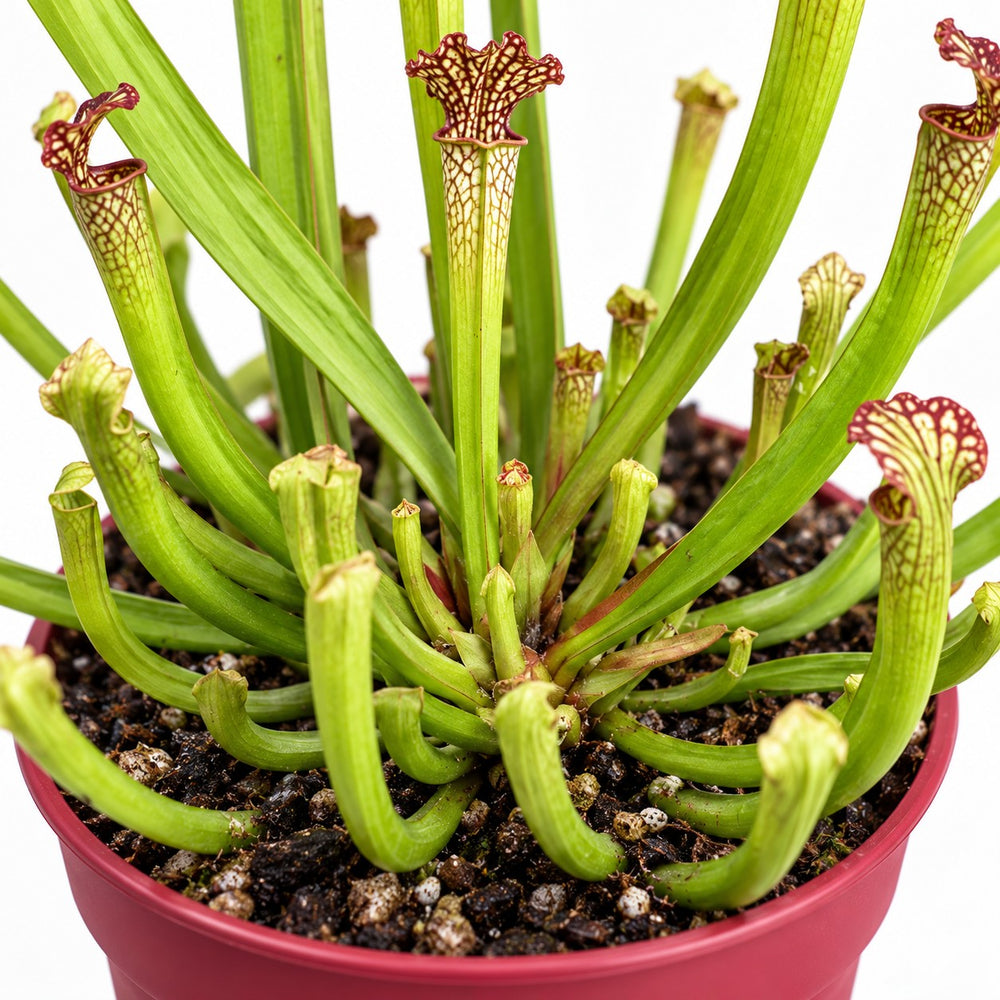 Sarracenia Farnhamii, Nahaufnahme Wuchs und Triebansatz