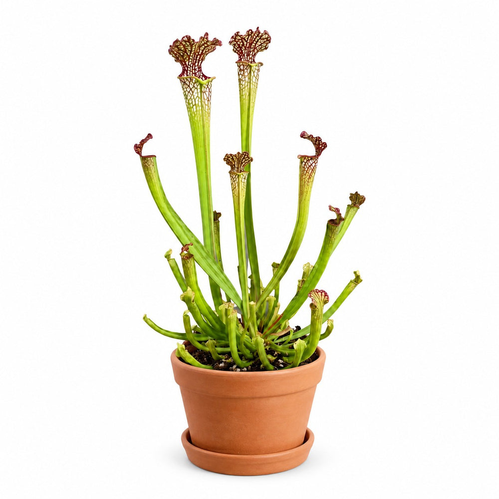Sarracenia Farnhamii - 40cm, Stylingbeispiel im Übertopf (Übertopf nicht enthalten)