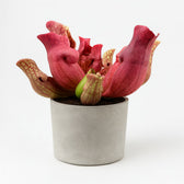 Sarracenia Maroon 23cm
