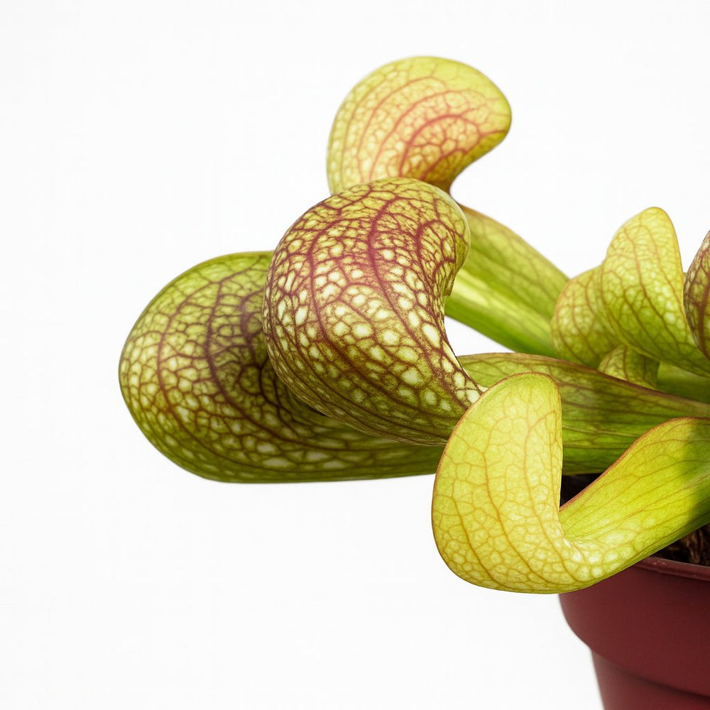 Sarracenia Psittacina 13cm Nahaufnahme