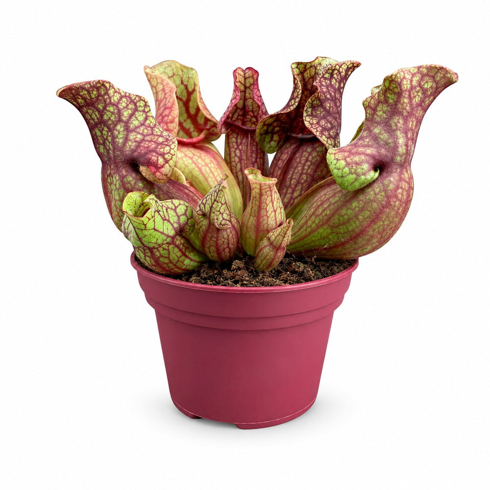 Sarracenia Venosa - 20cm im Kulturtopf