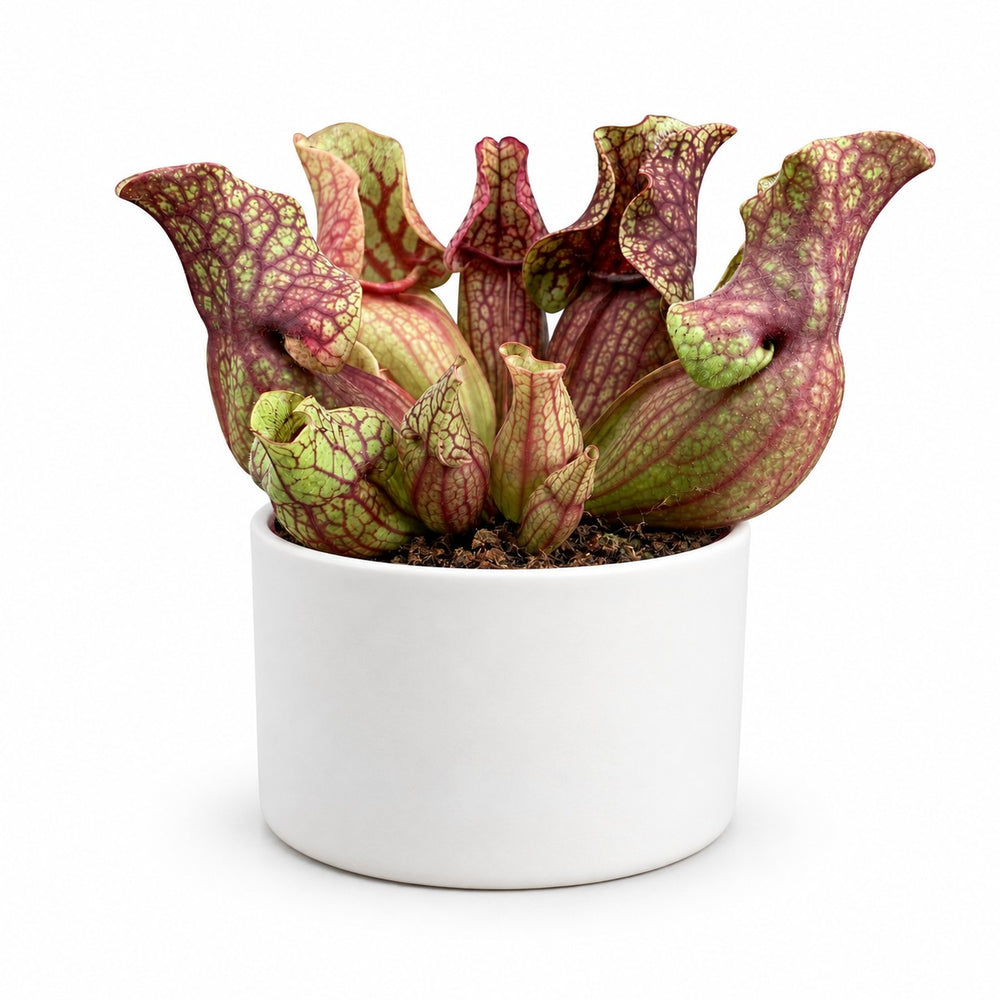 Sarracenia Venosa - 20cm, Stylingbeispiel im Übertopf (Übertopf nicht enthalten)