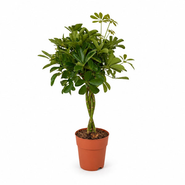Schefflera Compacta (80cm, Ø19cm) im Kulturtopf