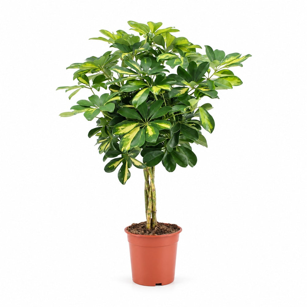 Schefflera Gold Capella (75cm, Ø19cm) im Kulturtopf