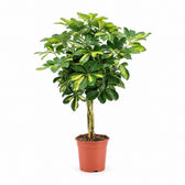 Schefflera Gold Capella (75cm, Ø19cm) im Kulturtopf