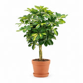 Schefflera Gold Capella (75cm, Ø19cm), Stylingbeispiel im Übertopf (Übertopf nicht enthalten)