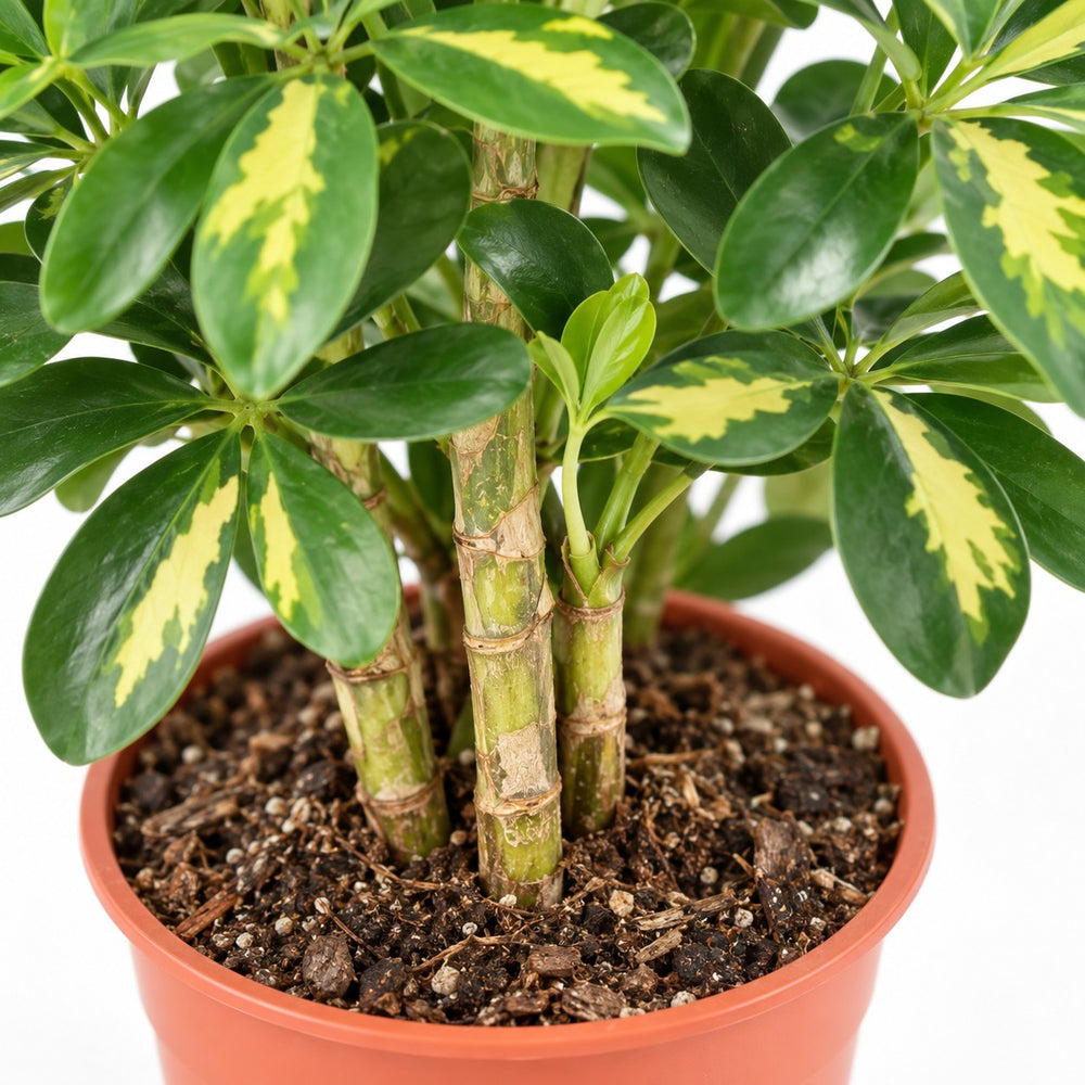 Schefflera Gold Capella, Nahaufnahme Wuchs und Triebansatz