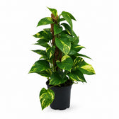 Scindapsus (50cm, Ø15cm) im Kulturtopf