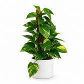 Scindapsus (50cm, Ø15cm), Stylingbeispiel im Übertopf (Übertopf nicht enthalten)