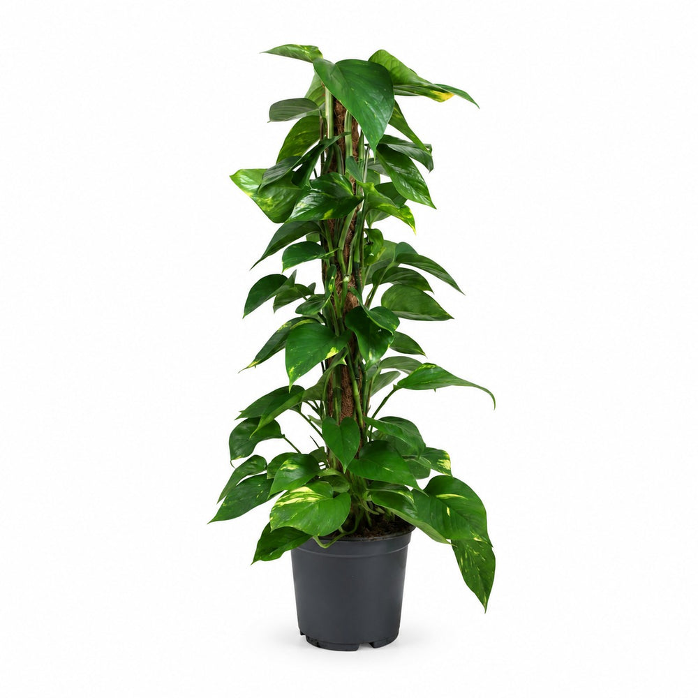 Scindapsus (80cm, Ø19cm) im Kulturtopf