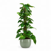 Scindapsus (80cm, Ø19cm), Stylingbeispiel im Übertopf (Übertopf nicht enthalten)