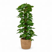 Scindapsus Epipremnum (120cm, Ø24cm), Stylingbeispiel im Übertopf (Übertopf nicht enthalten)