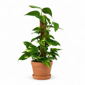 Scindapsus Epipremnum (50cm, Ø15cm), Stylingbeispiel im Übertopf (Übertopf nicht enthalten)