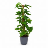Scindapsus Epipremnum (80cm, Ø19cm) im Kulturtopf