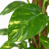 Scindapsus Epipremnum (80cm, Ø19cm), Nahaufnahme Blatt