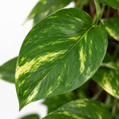 Scindapsus Epipremnum, Nahaufnahme Blatt