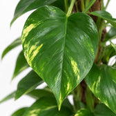 Scindapsus, Nahaufnahme Blatt