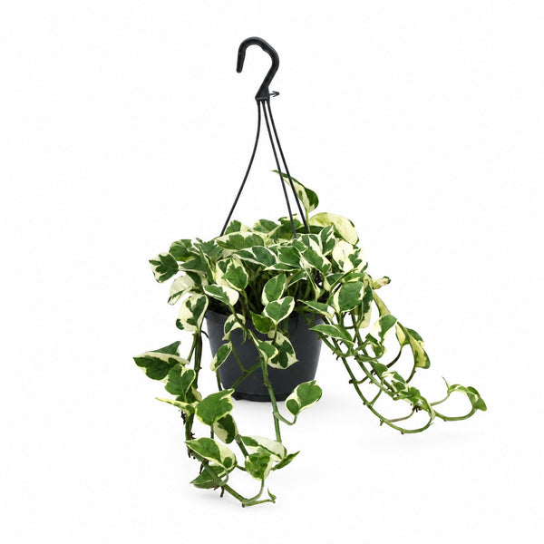 Scindapsus N’Joy (35cm, Ø15cm) im Kulturtopf