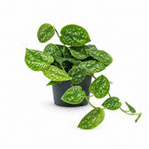 Scindapsus Pictus Argyraeus - 15cm im Kulturtopf