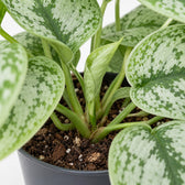 Scindapsus Pictus Trebie (15cm, Ø15cm), Nahaufnahme Wuchs und Triebansatz