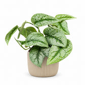 Scindapsus Pictus Trebie (15cm, Ø15cm), Stylingbeispiel im Übertopf (Übertopf nicht enthalten)